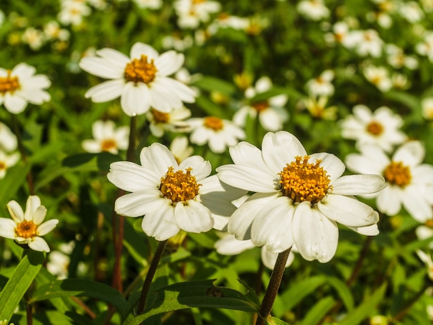 Feld der Blume