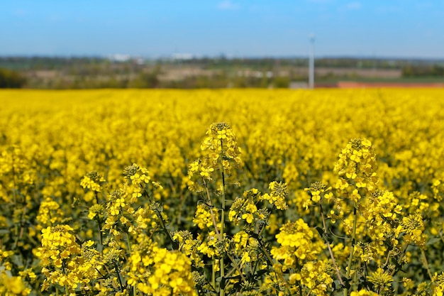 Feld der Blumenwinterkresse