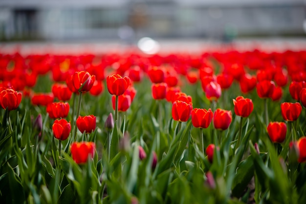 Feld der bunten Tulpen