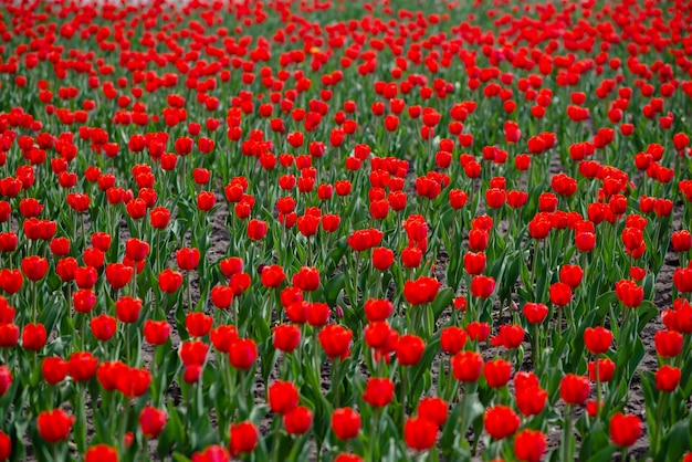 Feld der bunten Tulpen