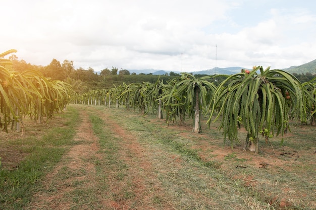 Feld der Drachenfruchtplantage in Thailand, Dieses ist Lieblingsobst in Asien