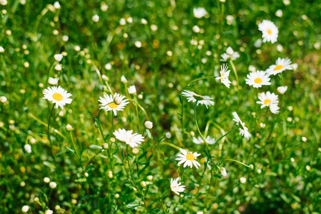 Feld der Gänseblümchen. Weiße Gänseblümchen blühen im Sommer auf der Wiese oder im Garten. Selektiver Fokus