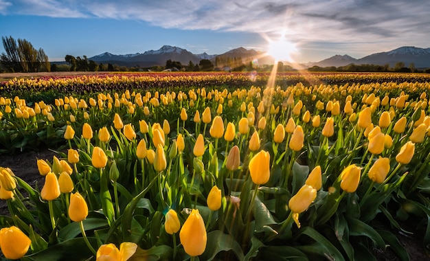 Feld der gelben Tulpen bei Sonnenuntergang