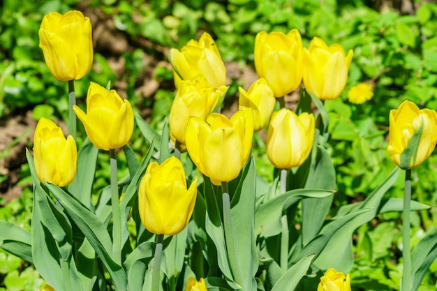 Feld der gelben Tulpen. Blumen Hintergrund. Sommergartenlandschaft