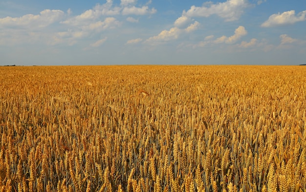 Feld der goldenen reifen Weizen- oder Roggenohren unter klarem blauem Himmel, hohe Winkelansicht