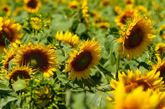 Feld der großen reifenden Sonnenblumen