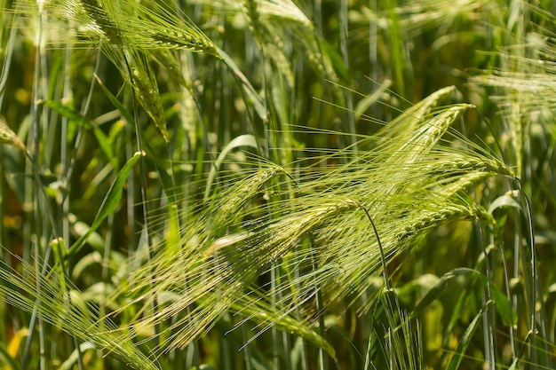 Feld der Ährchen des grünen Roggensommerhintergrundes