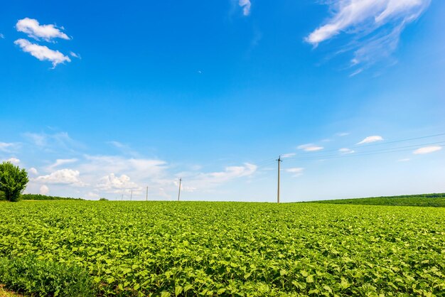 Feld der jungen Sonnenblumen am Sommertag