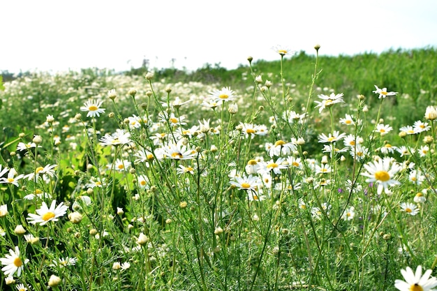 Feld der Kamillen in einem sonnigen Tageshintergrund