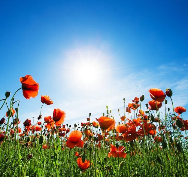 Feld der Klatschmohnblumen