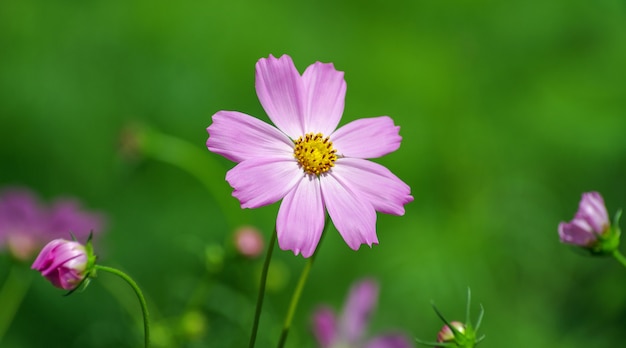 Feld der Kosmosblume