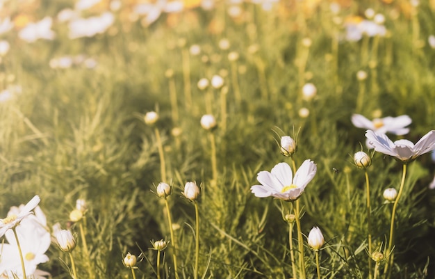 Feld der Kosmosblume