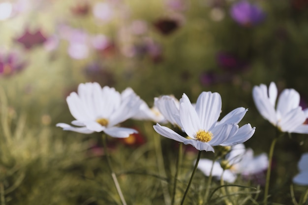 Feld der Kosmosblume