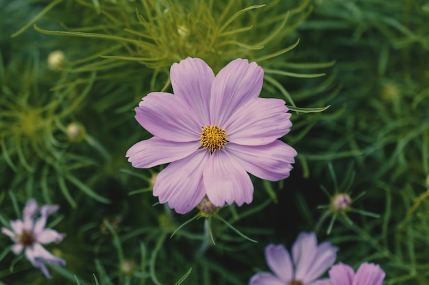 Feld der Kosmosblume