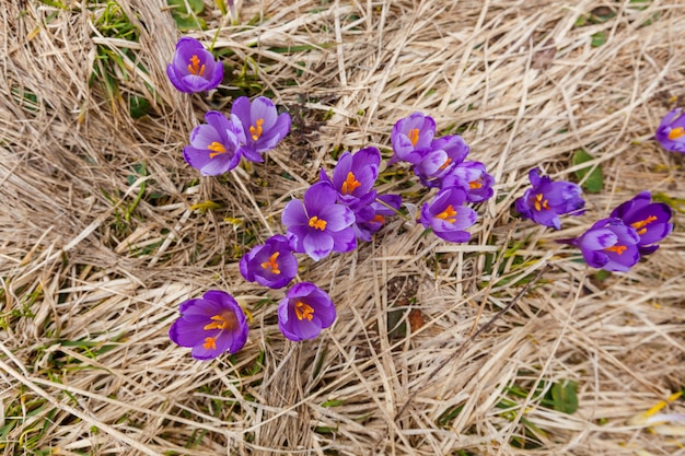 Feld der Krokusblumen, die auf den seltenen Pflanzen des Gebirgshügels im Frühling der wild lebenden Tiere blühen