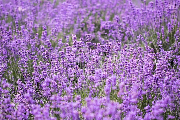 Feld der Lavendelblüten