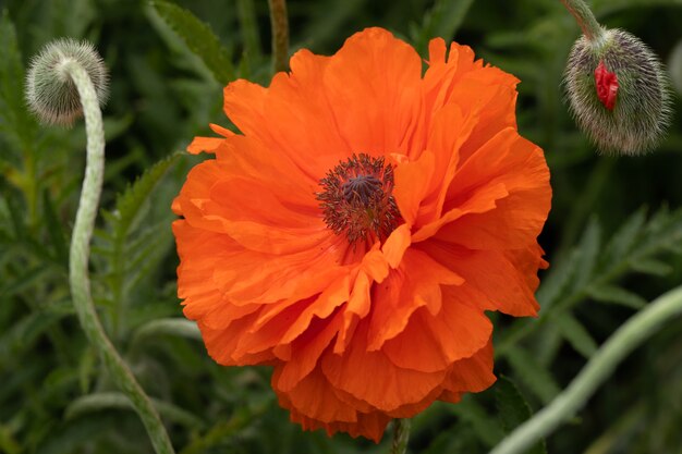 Feld der leuchtend roten Mohnblumen