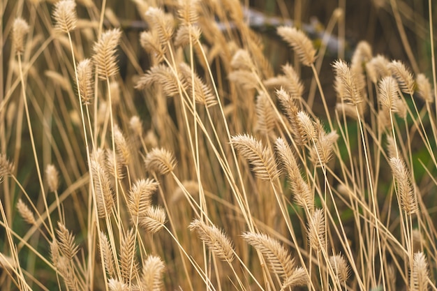 Feld der Ohren. Gelbe Ährchen. Wildes Gras, Unkraut im Freien.