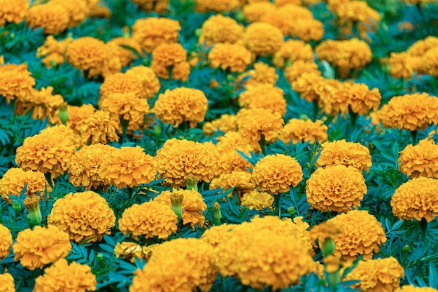 Feld der orange Blumen im Park