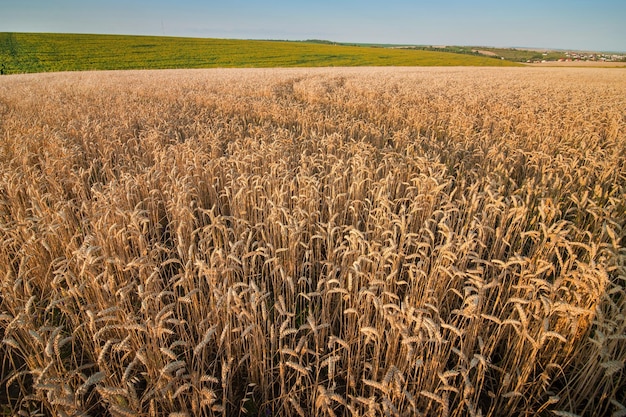 Feld der reifenden Getreideweizenähren von oben