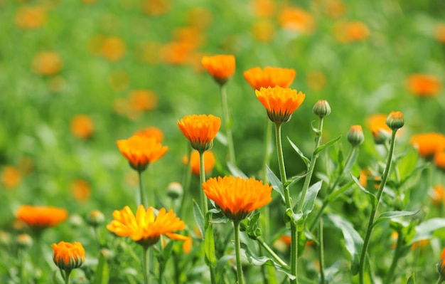 Feld der Ringelblume