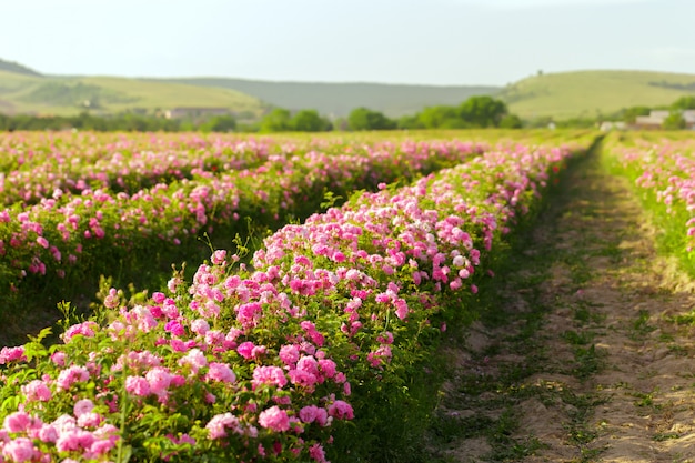 Feld der Rosen