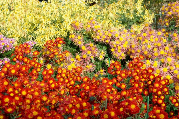 Feld der rot-gelben und orange Chrysanthemen.