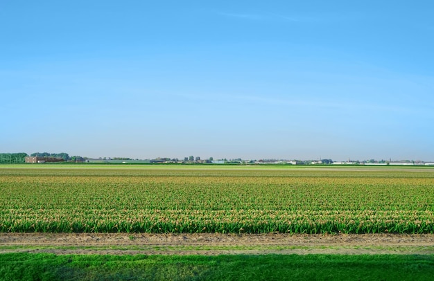 Feld der schönen blühenden Blumen