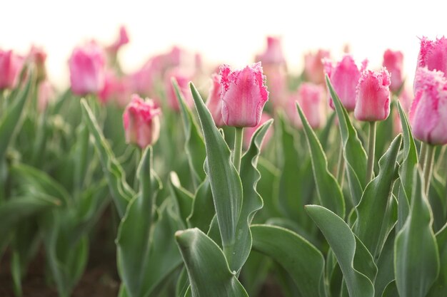 Feld der schönen blühenden Tulpen