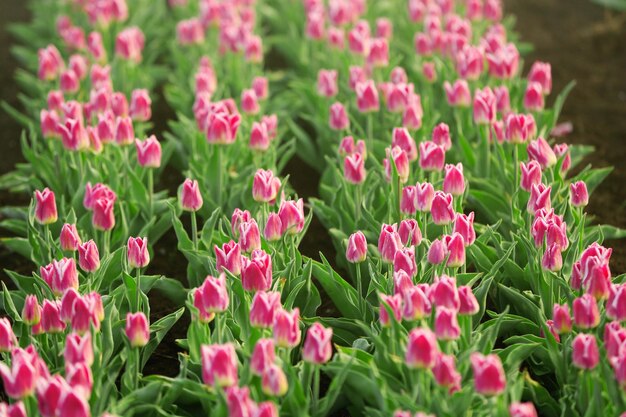 Feld der schönen blühenden Tulpen