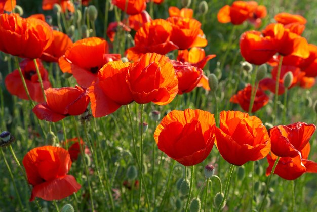 Feld der schönen roten Mohnblumen mit grünem Gras