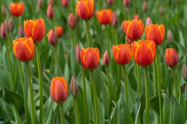 Feld der schönen roten Tulpenblumen, die draußen im Frühlingsgarten blühen