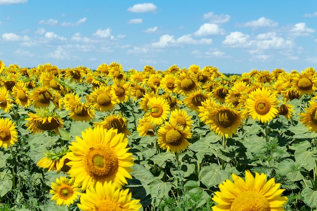 Feld der Sonnenblumen auf dem blauen Himmel.