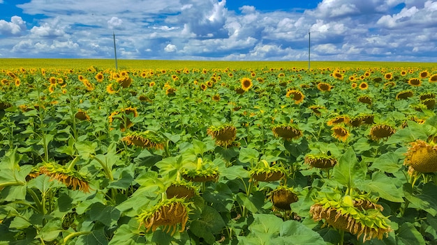 Feld der Sonnenblumen. Endlose Weiten landwirtschaftlicher Flächen