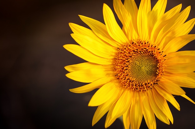 Feld der Sonnenblumen im Sonnenuntergangslicht