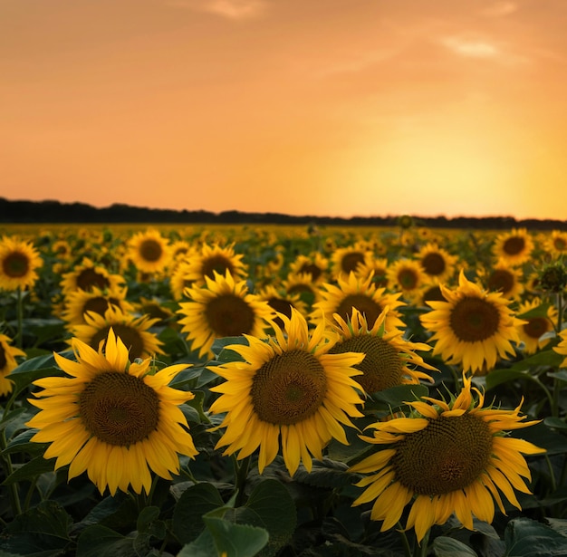 Feld der Sonnenblumen reife Blumen im Vordergrund