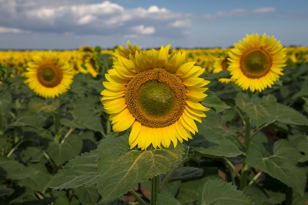 Feld der Sonnenblumen und des blauen Wolkenhimmels