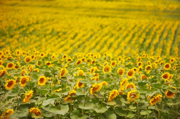 Feld der Sonnenblumen. Zusammensetzung der Natur.