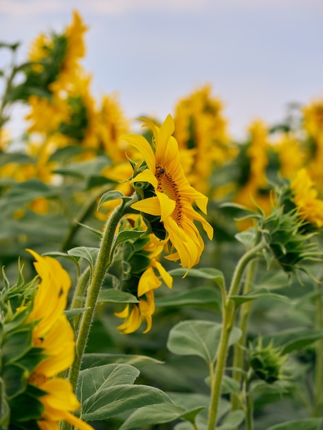 Feld der Sonnenblumen