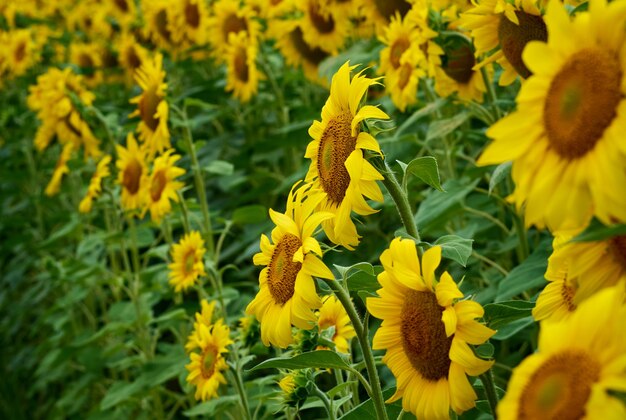 Feld der Sonnenblumen