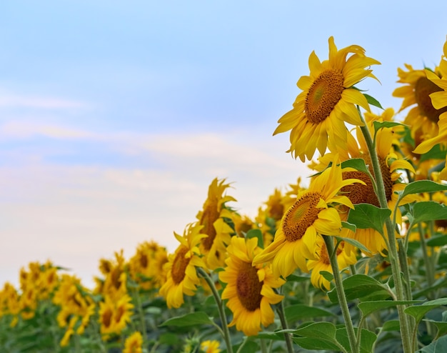 Feld der Sonnenblumen