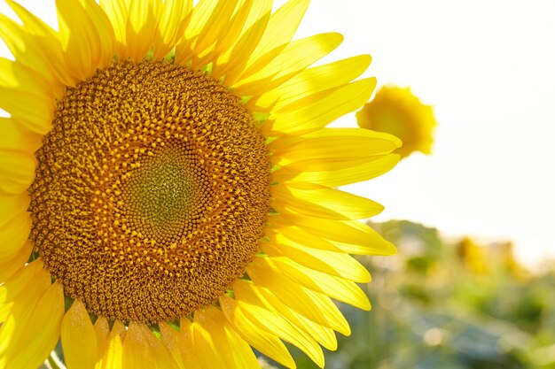 Feld der Sonnenblumen