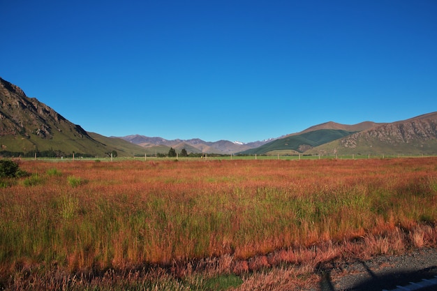 Feld der Südinsel, Neuseeland