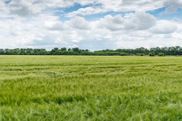 Feld der wachsenden grünen Gerste mit vielen Ährchen. Malerische, ländliche, landwirtschaftliche Aussicht