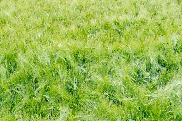 Feld der wachsenden grünen Gerste mit vielen Ährchen hautnah