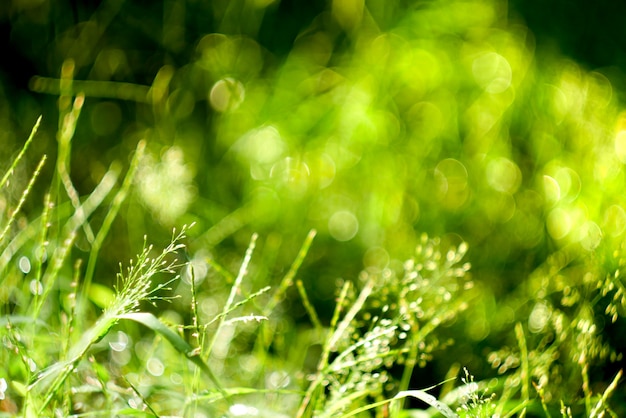 Foto feld der weichzeichnung des grasblumennatur-hintergrundes