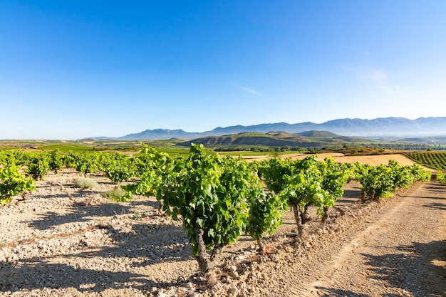 Feld der Weinberge, die in der Sonne in La Rioja reifen. Spanien