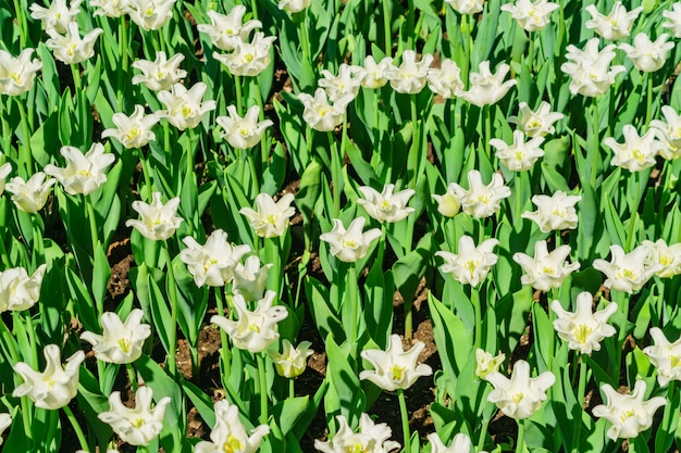 Feld der weißen Tulpen. Blumen Hintergrund. Sommergartenlandschaft