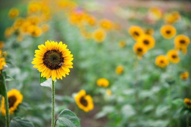 Foto feld des blühenden sonnenblumensommers