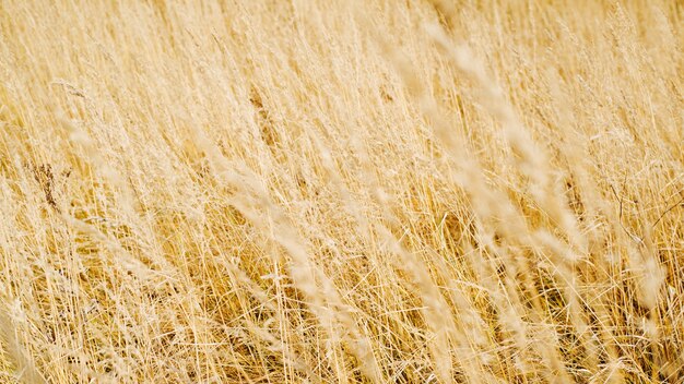 Feld des gelben Getreidegrases, des Weizens, des Strohs. Rustikaler natürlicher Hintergrund, selektiver Weichzeichner.